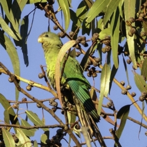 Polytelis swainsonii at Red Hill, ACT - suppressed