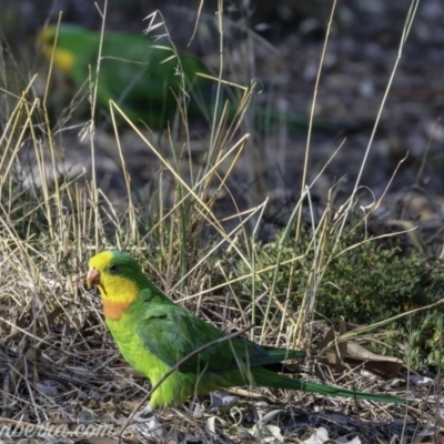Polytelis swainsonii (Superb Parrot) at Hughes, ACT - 22 Feb 2019 by BIrdsinCanberra