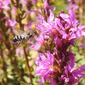 Megachile aurifrons at Acton, ACT - 25 Feb 2019 11:47 AM