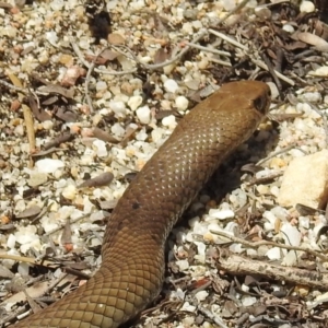 Pseudonaja textilis at Acton, ACT - 25 Feb 2019 11:42 AM