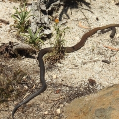 Pseudonaja textilis at Acton, ACT - 25 Feb 2019 11:42 AM