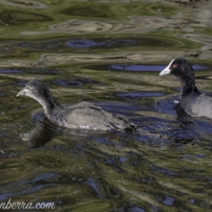 Fulica atra at Red Hill, ACT - 23 Feb 2019