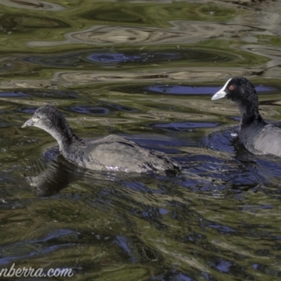 Fulica atra (Eurasian Coot) at Federal Golf Course - 23 Feb 2019 by JonSteinbeck