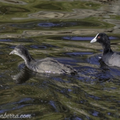 Fulica atra (Eurasian Coot) at Red Hill, ACT - 22 Feb 2019 by BIrdsinCanberra