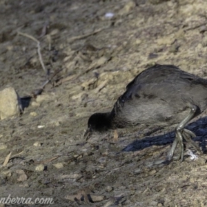 Fulica atra at Red Hill, ACT - 23 Feb 2019