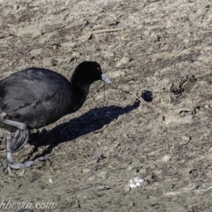 Fulica atra at Red Hill, ACT - 23 Feb 2019