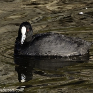 Fulica atra at Red Hill, ACT - 23 Feb 2019