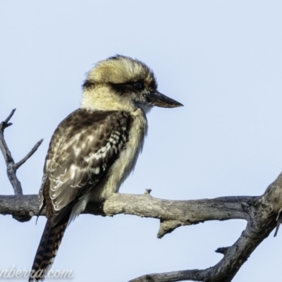 Dacelo novaeguineae (Laughing Kookaburra) at Federal Golf Course - 22 Feb 2019 by BIrdsinCanberra