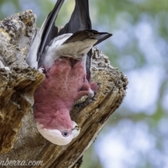 Eolophus roseicapilla (Galah) at GG105 - 22 Feb 2019 by BIrdsinCanberra