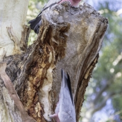 Eolophus roseicapilla at Hughes, ACT - 23 Feb 2019