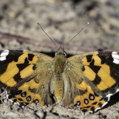 Vanessa kershawi (Australian Painted Lady) at Hughes, ACT - 22 Feb 2019 by BIrdsinCanberra