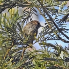 Acanthiza pusilla (Brown Thornbill) at Gibraltar Pines - 25 Feb 2019 by RodDeb