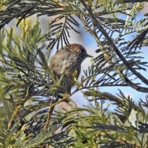 Acanthiza pusilla at Paddys River, ACT - 25 Feb 2019