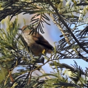 Acanthiza pusilla at Paddys River, ACT - 25 Feb 2019