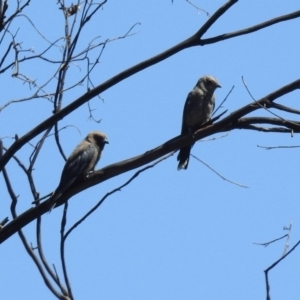 Artamus cyanopterus cyanopterus at Cotter River, ACT - 25 Feb 2019