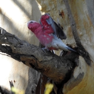 Eolophus roseicapilla at Paddys River, ACT - 25 Feb 2019 03:48 PM