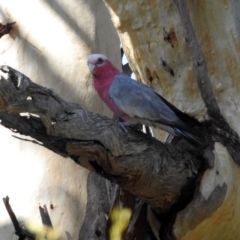 Eolophus roseicapilla at Paddys River, ACT - 25 Feb 2019 03:48 PM