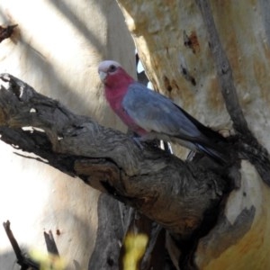 Eolophus roseicapilla at Paddys River, ACT - 25 Feb 2019 03:48 PM