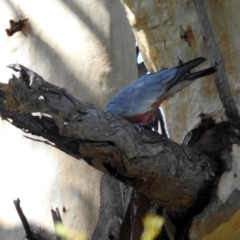 Eolophus roseicapilla at Paddys River, ACT - 25 Feb 2019