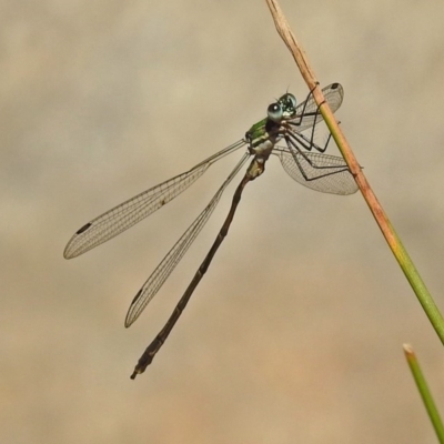Synlestes weyersii (Bronze Needle) at Paddys River, ACT - 25 Feb 2019 by RodDeb