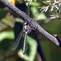 Austroaeschna atrata at Paddys River, ACT - 25 Feb 2019