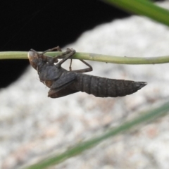 Aeshnidae (family) (Hawkers) at Paddys River, ACT - 25 Feb 2019 by RodDeb