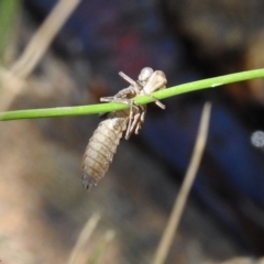 Aeshnidae (family) at Paddys River, ACT - 25 Feb 2019