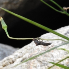 Aeshnidae (family) at Paddys River, ACT - 25 Feb 2019