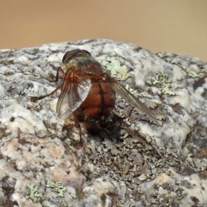 Rutilia (Rutilia) confusa at Paddys River, ACT - 25 Feb 2019 01:04 PM