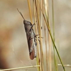 Goniaea opomaloides (Mimetic Gumleaf Grasshopper) at Cotter River, ACT - 25 Feb 2019 by RodDeb