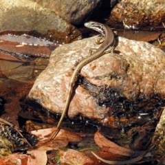 Eulamprus heatwolei (Yellow-bellied Water Skink) at Paddys River, ACT - 25 Feb 2019 by RodDeb