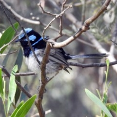 Malurus cyaneus (Superb Fairywren) at Paddys River, ACT - 25 Feb 2019 by RodDeb