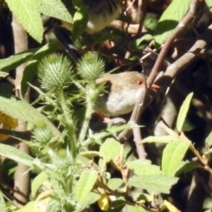 Malurus cyaneus at Paddys River, ACT - 25 Feb 2019