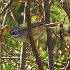 Sericornis frontalis (White-browed Scrubwren) at Paddys River, ACT - 25 Feb 2019 by RodDeb