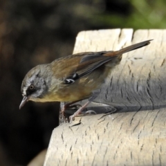 Sericornis frontalis at Paddys River, ACT - 25 Feb 2019 03:19 PM