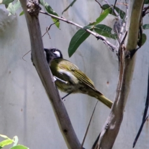 Nesoptilotis leucotis at Paddys River, ACT - 25 Feb 2019 01:15 PM