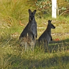 Notamacropus rufogriseus (Red-necked Wallaby) at Paddys River, ACT - 25 Feb 2019 by RodDeb