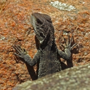 Intellagama lesueurii howittii at Paddys River, ACT - 25 Feb 2019 12:43 PM