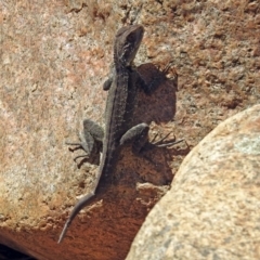 Intellagama lesueurii howittii at Paddys River, ACT - 25 Feb 2019 12:43 PM