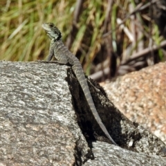 Intellagama lesueurii howittii at Paddys River, ACT - 25 Feb 2019 12:43 PM