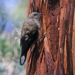 Cormobates leucophaea (White-throated Treecreeper) at Gibraltar Pines - 25 Feb 2019 by RodDeb