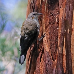 Cormobates leucophaea at Paddys River, ACT - 25 Feb 2019 03:50 PM