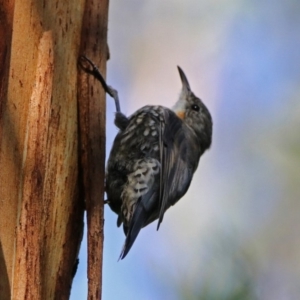 Cormobates leucophaea at Paddys River, ACT - 25 Feb 2019