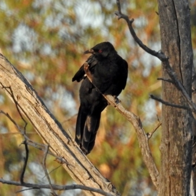 Corcorax melanorhamphos (White-winged Chough) at Paddys River, ACT - 25 Feb 2019 by RodDeb