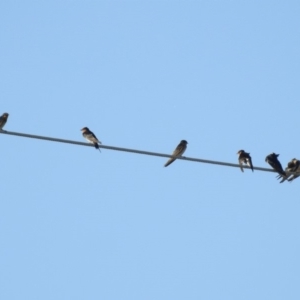 Hirundo neoxena at Paddys River, ACT - 25 Feb 2019