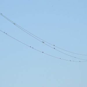 Hirundo neoxena at Paddys River, ACT - 25 Feb 2019