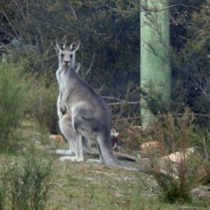 Macropus giganteus at Paddys River, ACT - 25 Feb 2019 06:58 PM