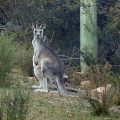 Macropus giganteus (Eastern Grey Kangaroo) at Paddys River, ACT - 25 Feb 2019 by RodDeb