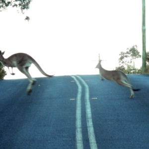 Macropus giganteus at Paddys River, ACT - 25 Feb 2019