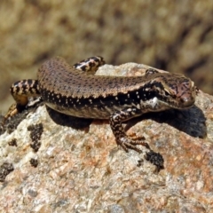 Eulamprus heatwolei (Yellow-bellied Water Skink) at Gibraltar Pines - 25 Feb 2019 by RodDeb